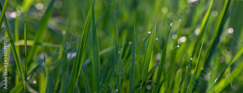Drops of dew on the green grass on a sunny morning. Natural floral texture background. Selective focus, shallow depth of field. Beautiful natural bokeh. panorama