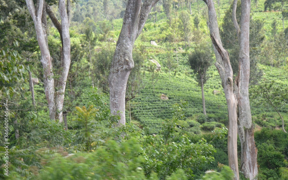 Fototapeta premium Haputhale Sri Lanka