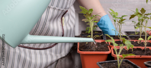 A woman in blue gloves and an apron transplanted young seedlings of tomatoes in pots in early spring. Watering young seedlings with water from a watering can. Agriculture and vegetable growing.