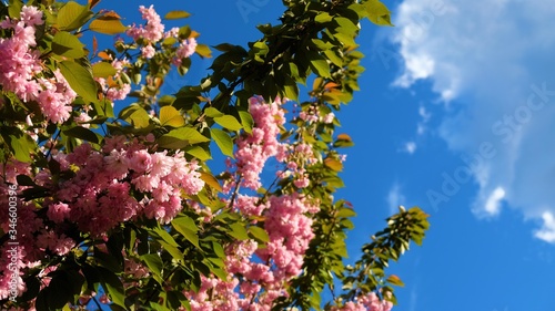 Beautiful and flowering tree at the spring. Pink flowers, blue sky © Bartosz