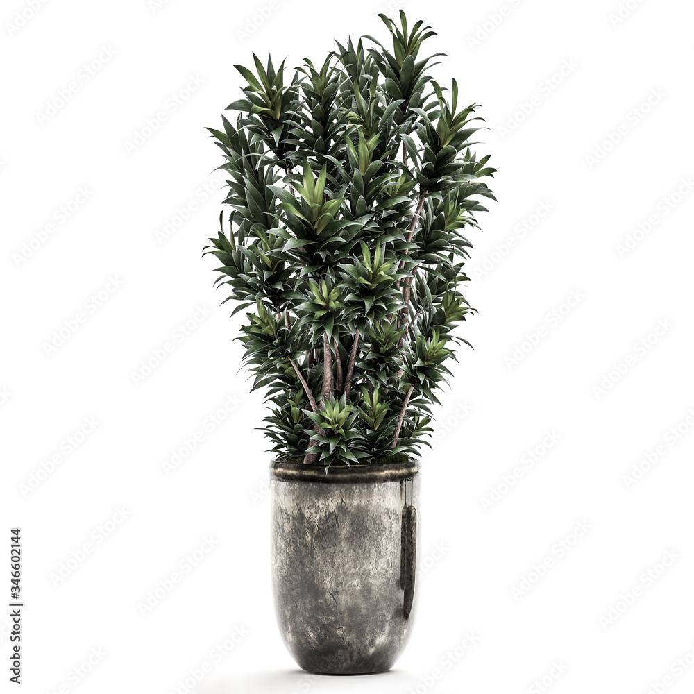 Dracena compacta branch in a black pot on white background Dracena compacta branch in a black pot on white background