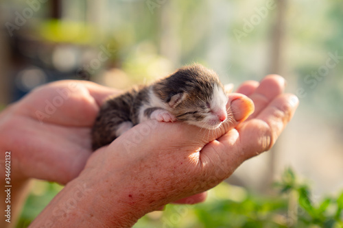 newborn kitten in hands of a person. 