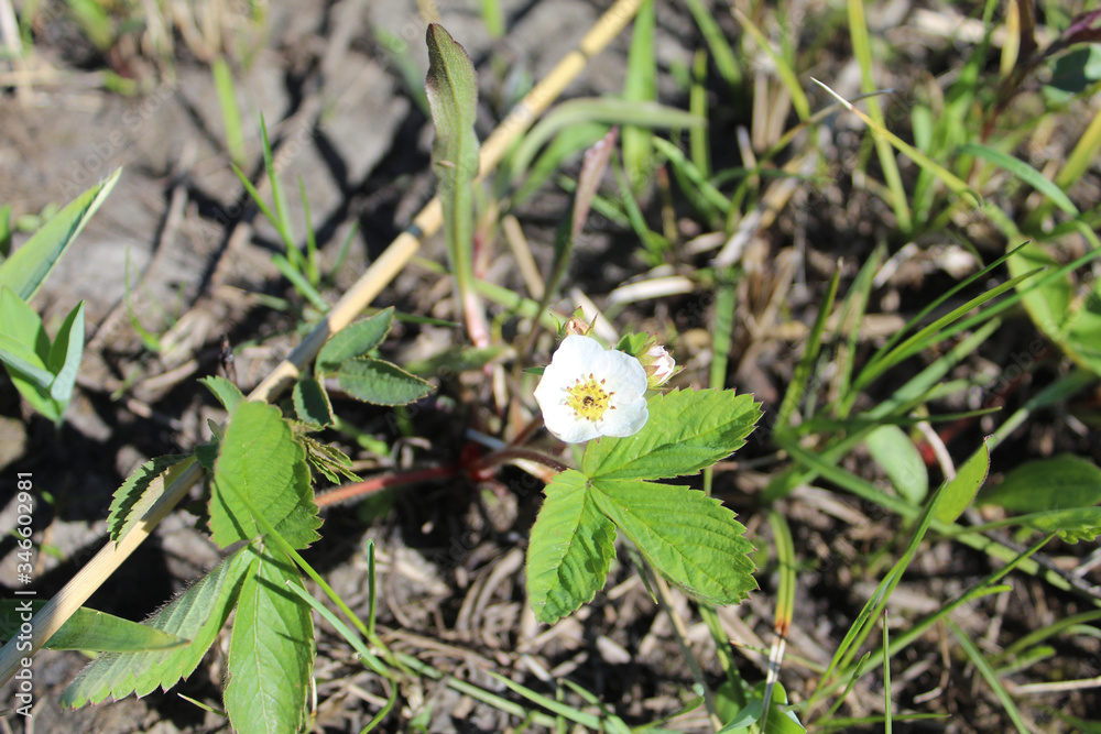 Wild strawberry blossom at Miami Woods in Morton Grove, Illinois Wild strawberry blossom at Miami Woods in Morton Grove, Illinois