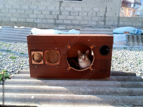 The cat climbed into the speaker housing. Case of Acoustic vintage system amphiton 35ac-018 during restoration. Grinding and painting. photo