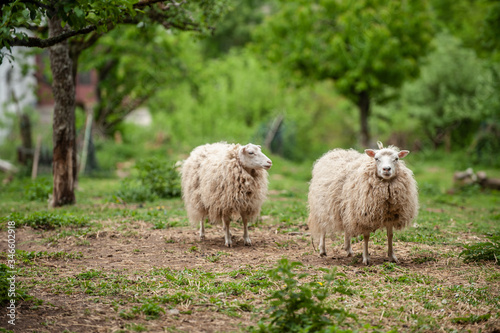 2 Schafe Skudden auf Weide