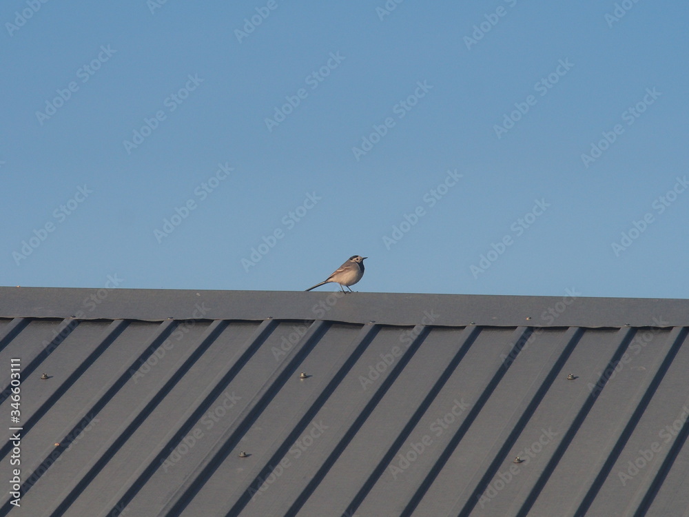 A Wagtail sits on the roof of a building. A small grey bird. A Wagtail sits on the roof of a building. A small grey bird.