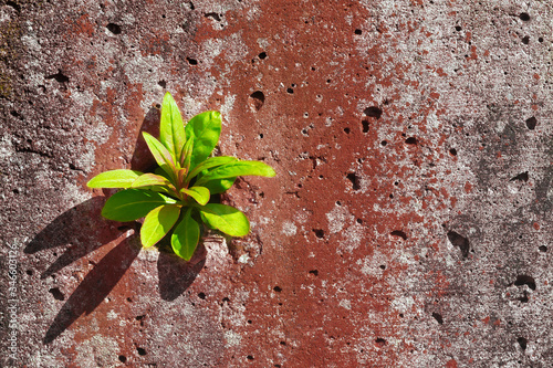 Fotografija A green sprout breaks out of the concrete