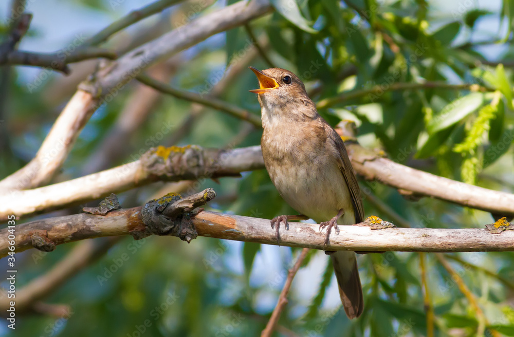 Thrush Nightingale, Luscinia luscinia. A bird sits on a tree branch and sings Thrush Nightingale, Luscinia luscinia. A bird sits on a tree branch and sings