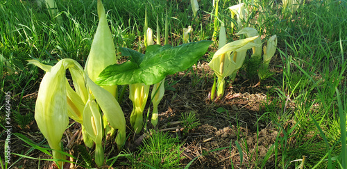 Blooming white flowers Arum Italicum in the green grass in the clearing of the forest. Panorama. photo