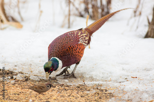 Common Pheasant  Phasianus colchicus. On a frosty winter morning  a bird stands in the snow and eats plant seeds