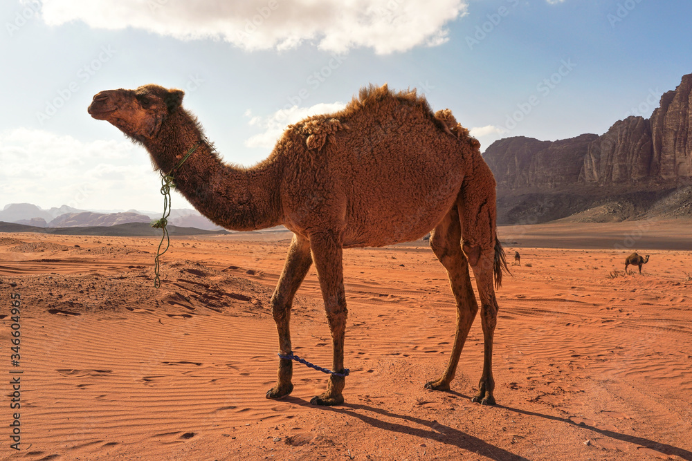 Three camels, one large animal in foreground, walking on orange red sand of  Wadi Rum desert, mountains background Stock Photo | Adobe Stock