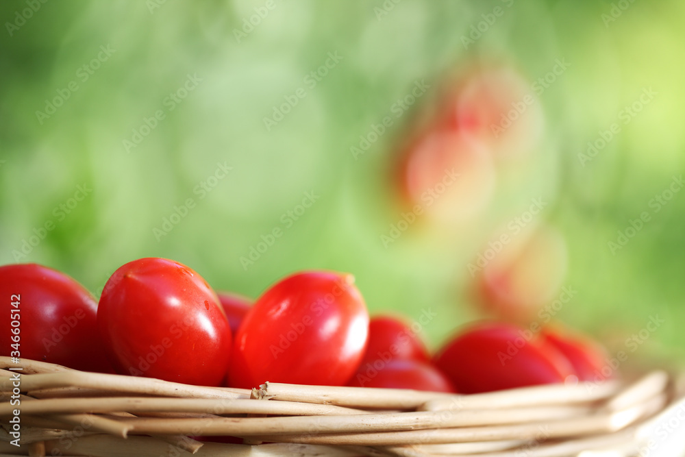 work in vegetable garden wicker basket full of fresh tomatoes cherry from plants on soil, close up work in vegetable garden wicker basket full of fresh tomatoes cherry from plants on soil, close up