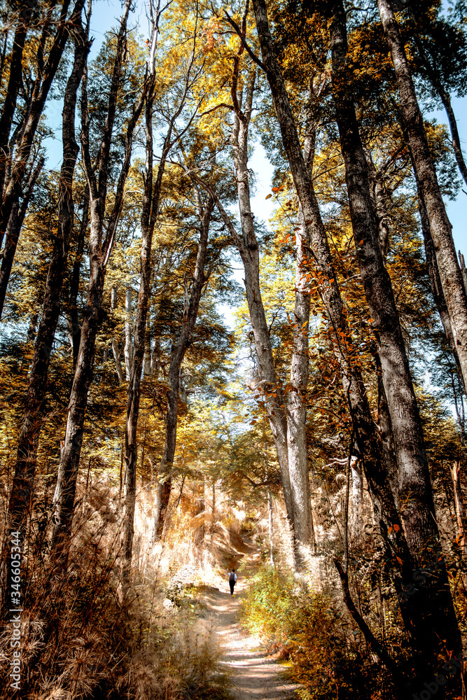 Fototapeta premium Una mujer caminando por el bosque