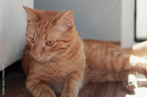 Kot, Maks, rudy kotek, portret na podłodze 
