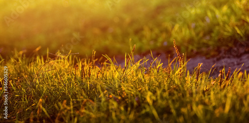 Grass in the field during sunset. Grass background