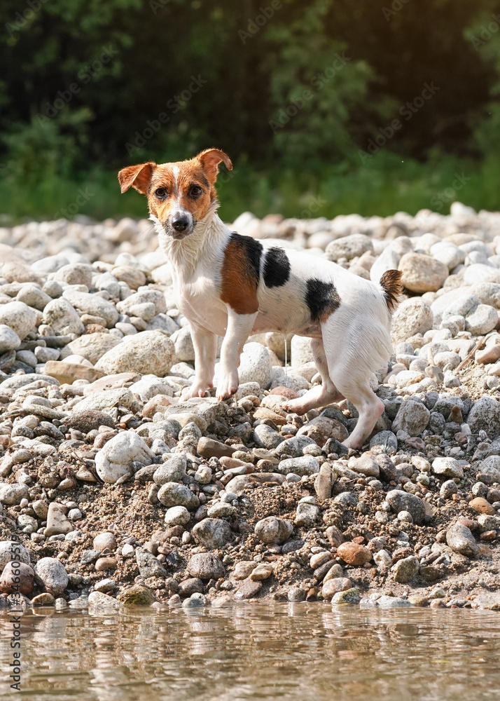 Small Jack Russell terrier dog walks on small rocks near shallow river water on sunny day, her fur wet from swimming, blurred trees background Small Jack Russell terrier dog walks on small rocks near shallow river water on sunny day, her fur wet from swimming, blurred trees background