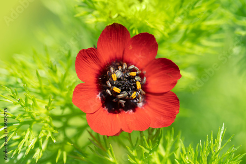 Flower pheasant's eye (Adonis aestivalis), a medicinal and ornamental plant