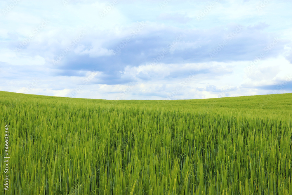 fresh green grain field in springtime
