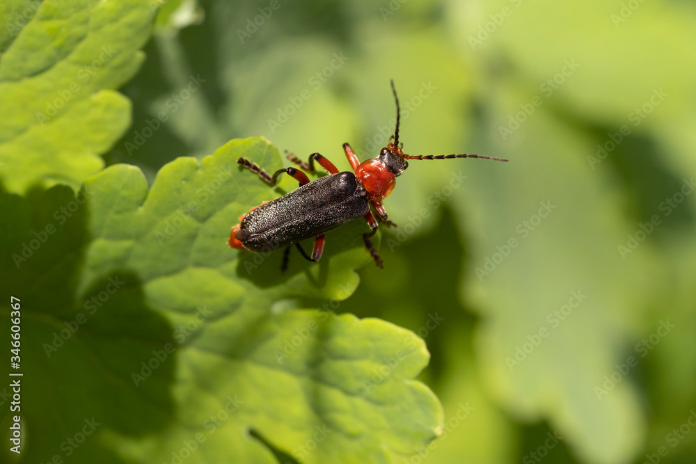 Beetle Cantharis rustica macro. Place for text. Top view. Beetle Cantharis rustica macro. Place for text. Top view.