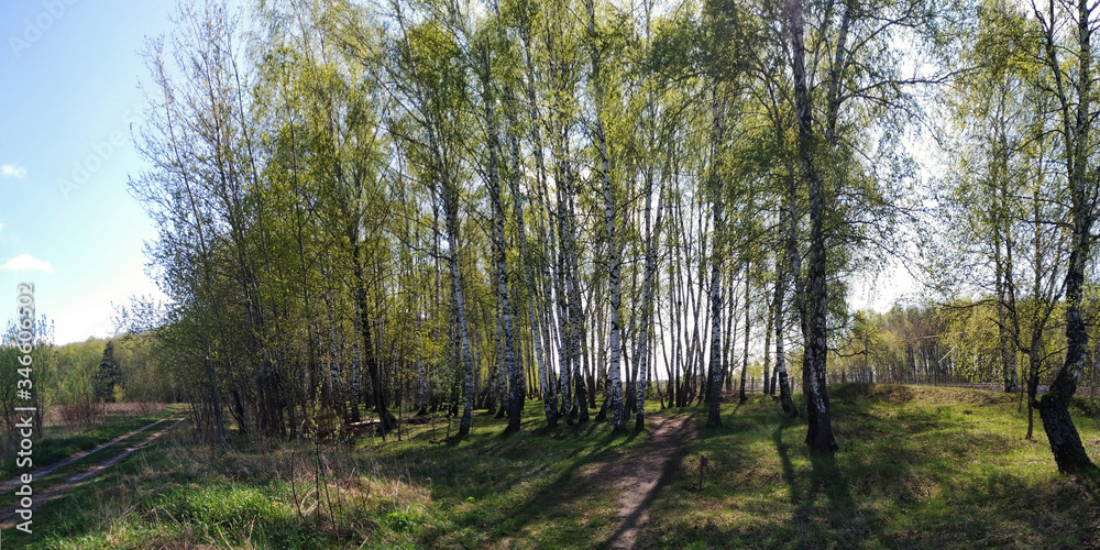 Fototapeta premium Spring walks in the forest.