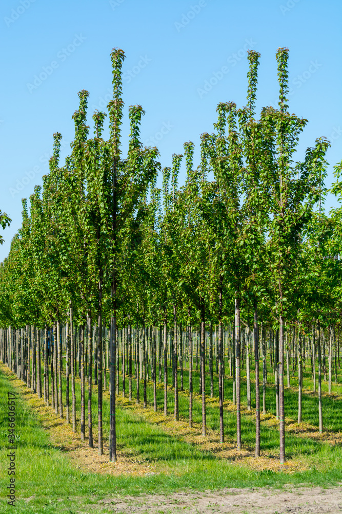 Fototapeta premium Plantation with rows of green garden decorative trees in different shapes