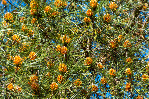 Pine tree with young cones in spring