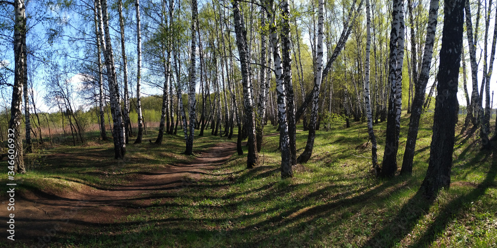 Obraz premium Spring walks in the forest.