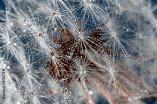 dandelion and water drops for background 