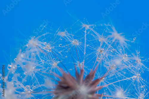 dandelion and water drops on a blue background