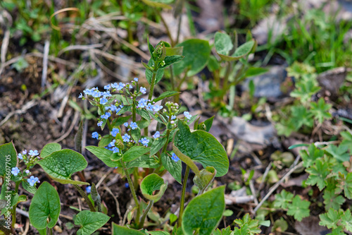 forget-me-not spring flowers in the country