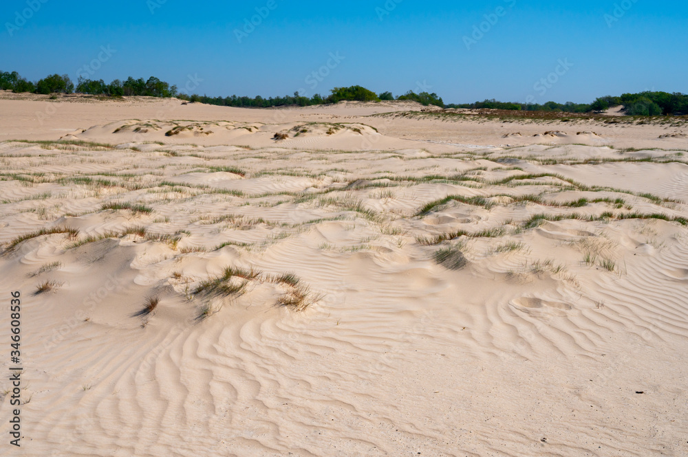 Desert nature landscapes in national park De Loonse en Drunense Duinen, North Brabant, Netherlands Desert nature landscapes in national park De Loonse en Drunense Duinen, North Brabant, Netherlands