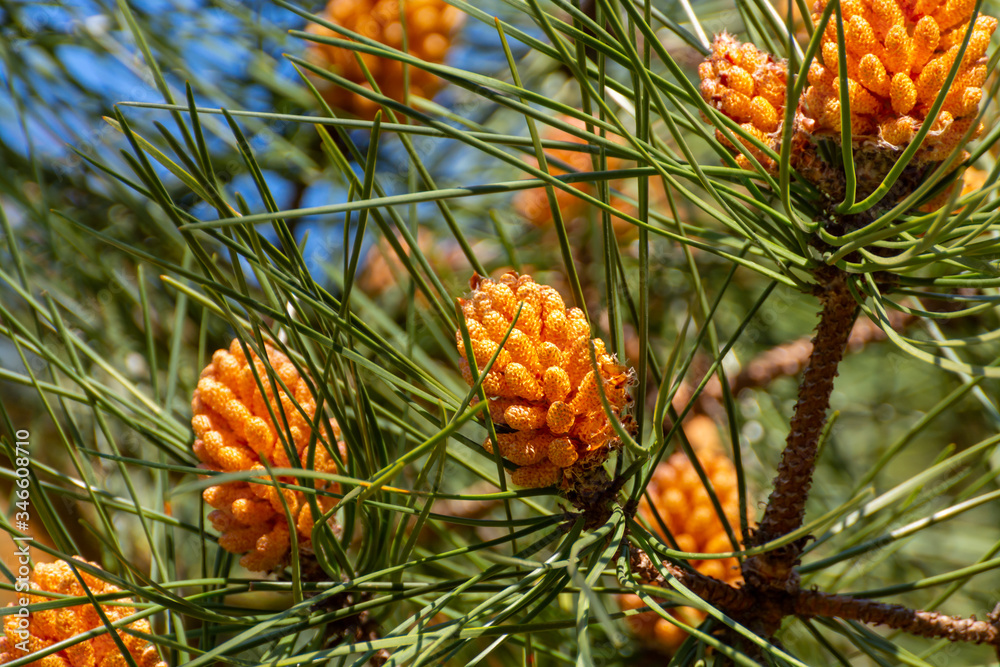 Pine tree with young cones in spring Pine tree with young cones in spring