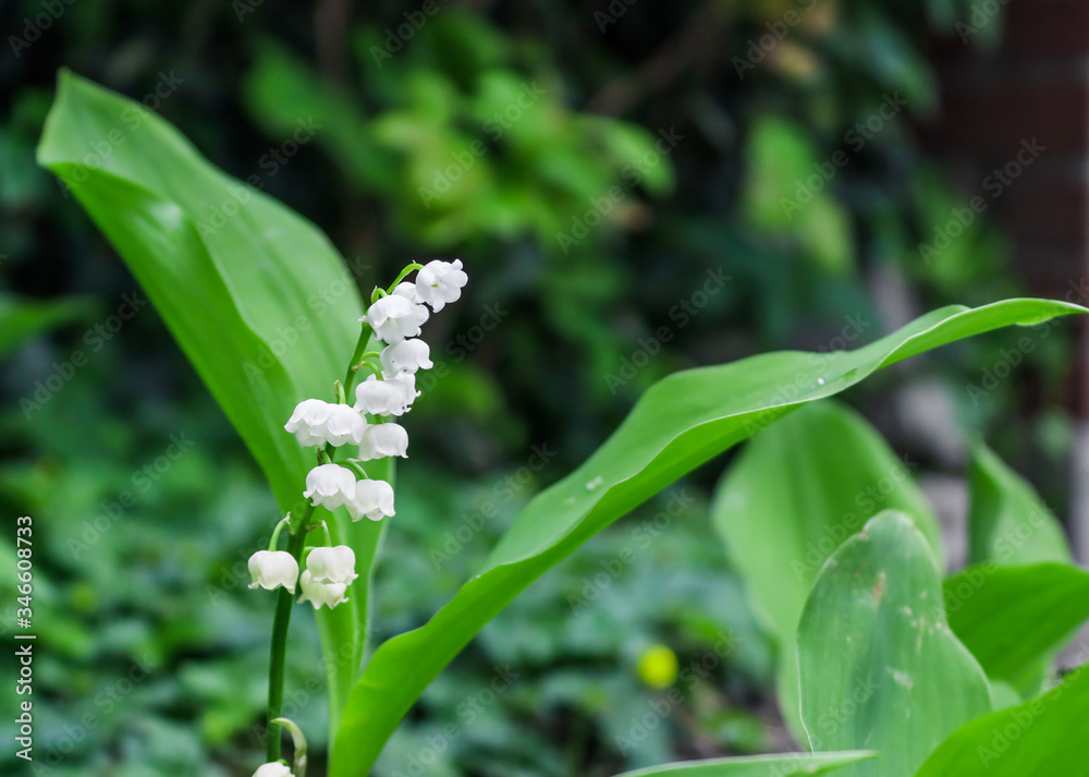 Blooming lily of the valley close up Blooming lily of the valley close up