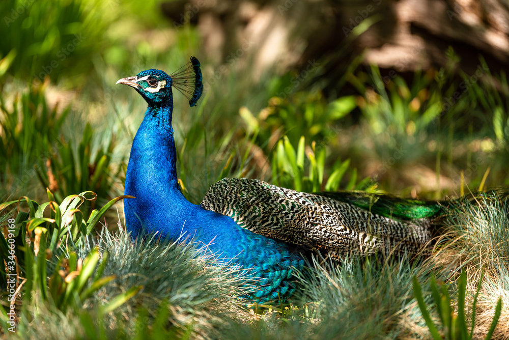 Peacock resting on the grass in the shade of a tree Peacock resting on the grass in the shade of a tree