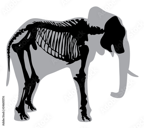 silhouette of the skeleton elephant vector