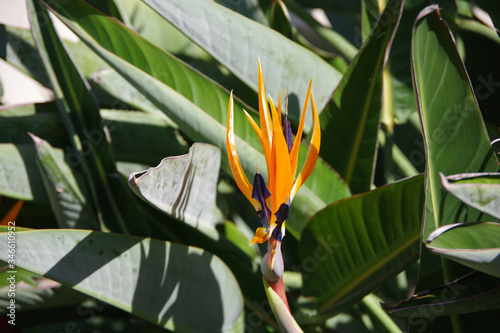 Close-up view of a strelitzia bird-of-paradise flower