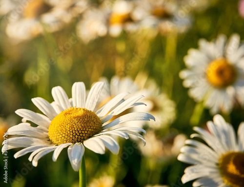 Camomiles in the countryside. Summer evening, no people.