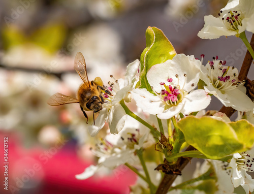 honeybee on white pear tree blossom