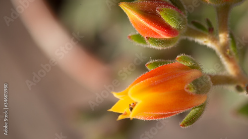 Orange flowers in a close up