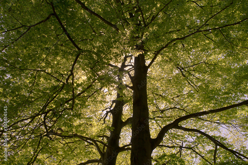 Oak tree in the spring; fresh leaves in the sun Oak tree in the spring; fresh leaves in the sun