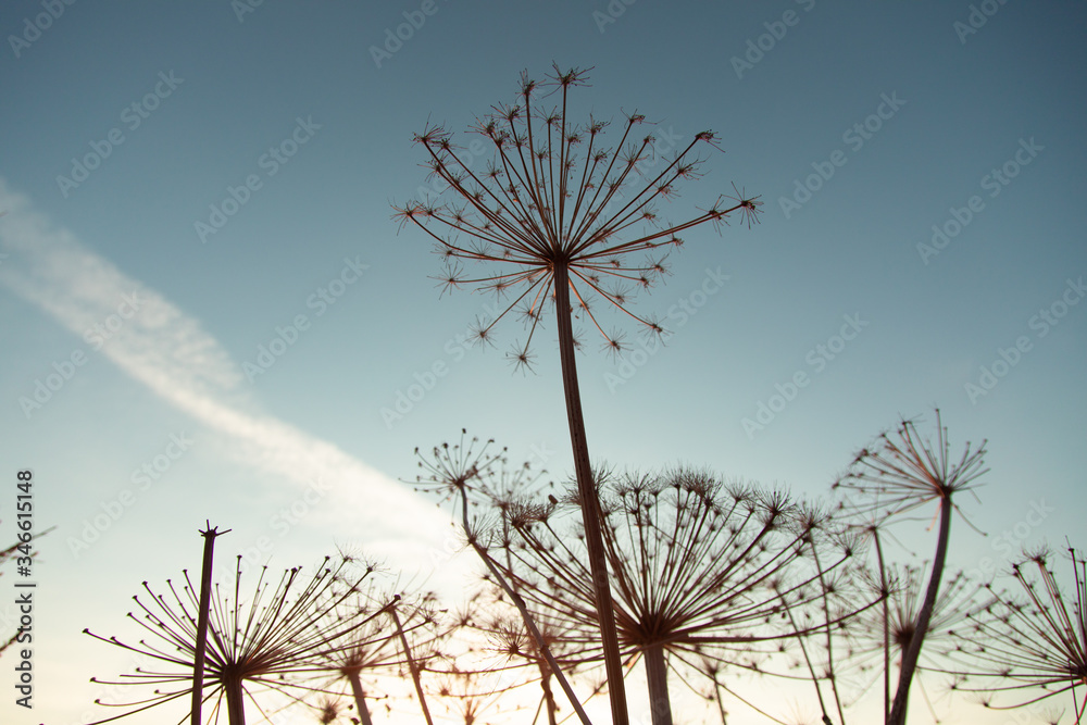 silhouette of grass flower under sky