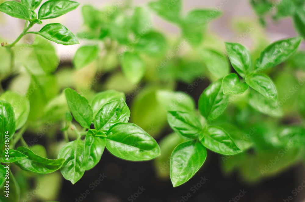 Fresh green basil
Fresh green basil