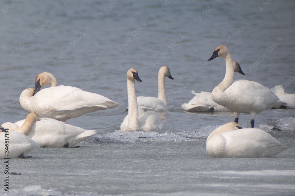 Trumpeter Swans on their annual migration from California to the Bering Sea off the coast of Alaska. Picture taken at one of their stop over points at Tagish in Yukon Territory, Canada. Trumpeter Swans on their annual migration from California to the Bering Sea off the coast of Alaska. Picture taken at one of their stop over points at Tagish in Yukon Territory, Canada.