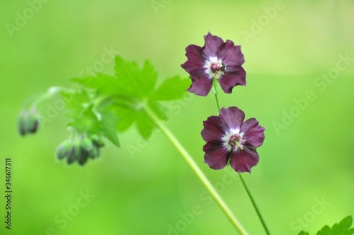 Geranium phaeum blooms in nature in spring forest