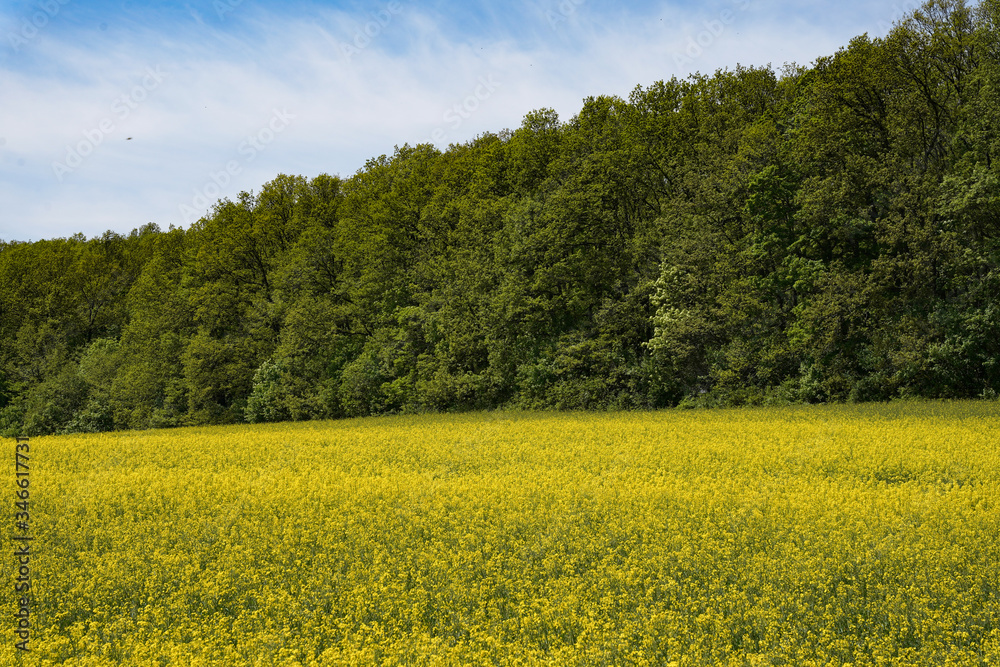 Obraz premium field of rapeseed