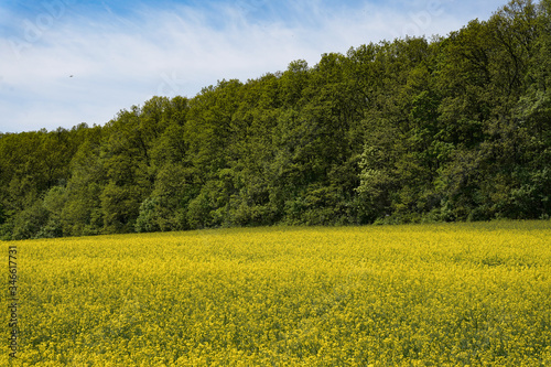 field of rapeseed