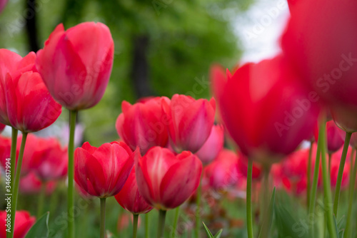 red tulips in the garden