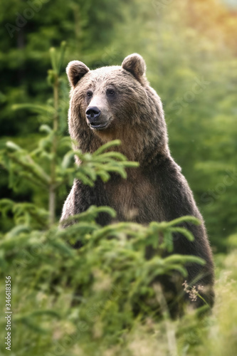  Brown bear detail in green forest, ursus arctos,Wild Bear Dangerous animal in nature.