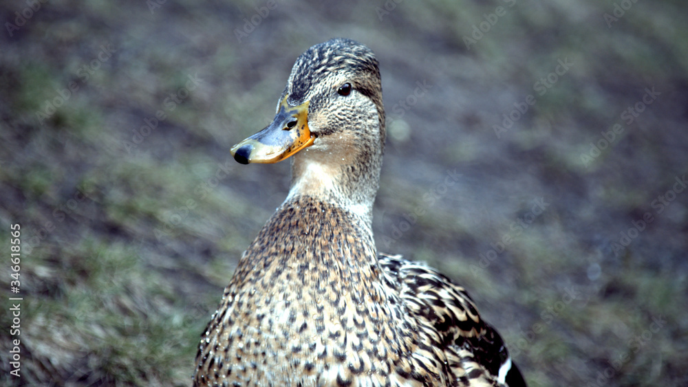 Portrait of a Mallard Duck - a brown female with a gray beak and a blue feather