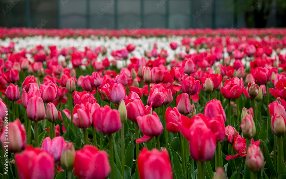 white and pink tulips on a flowerbed in spring white and pink tulips on a flowerbed in spring